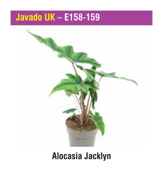 Javado UK